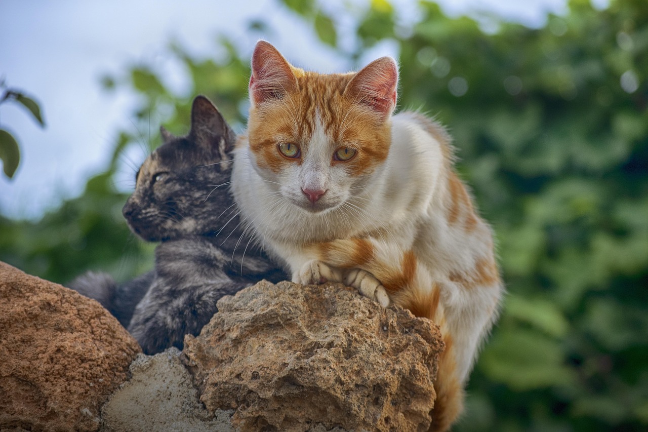 日本猫动漫，猫与动漫的完美交融