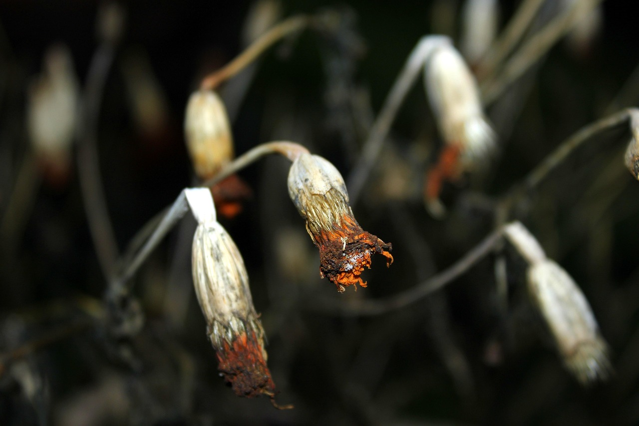 白芝麻行情深度分析与展望